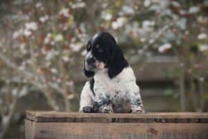 English Cocker Spaniel puppy at Woefkesranch Luxembourg - Engelse-Cocker-Spaniel-reu-8737-1