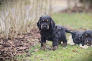 English Cocker Spaniel puppy at Woefkesranch Luxembourg - Engelse-Cocker-Spaniel-reu-8766-1