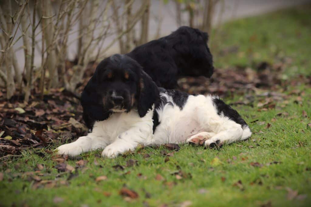 English Cocker Spaniel puppy at Woefkesranch Luxembourg - Engelse-Cocker-Spaniel-reu-8774-1