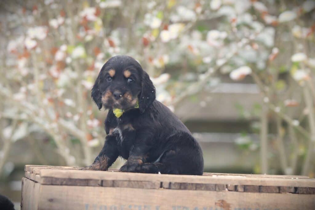English Cocker Spaniel puppy at Woefkesranch Luxembourg - Engelse-Cocker-Spaniel-reu-8790-1