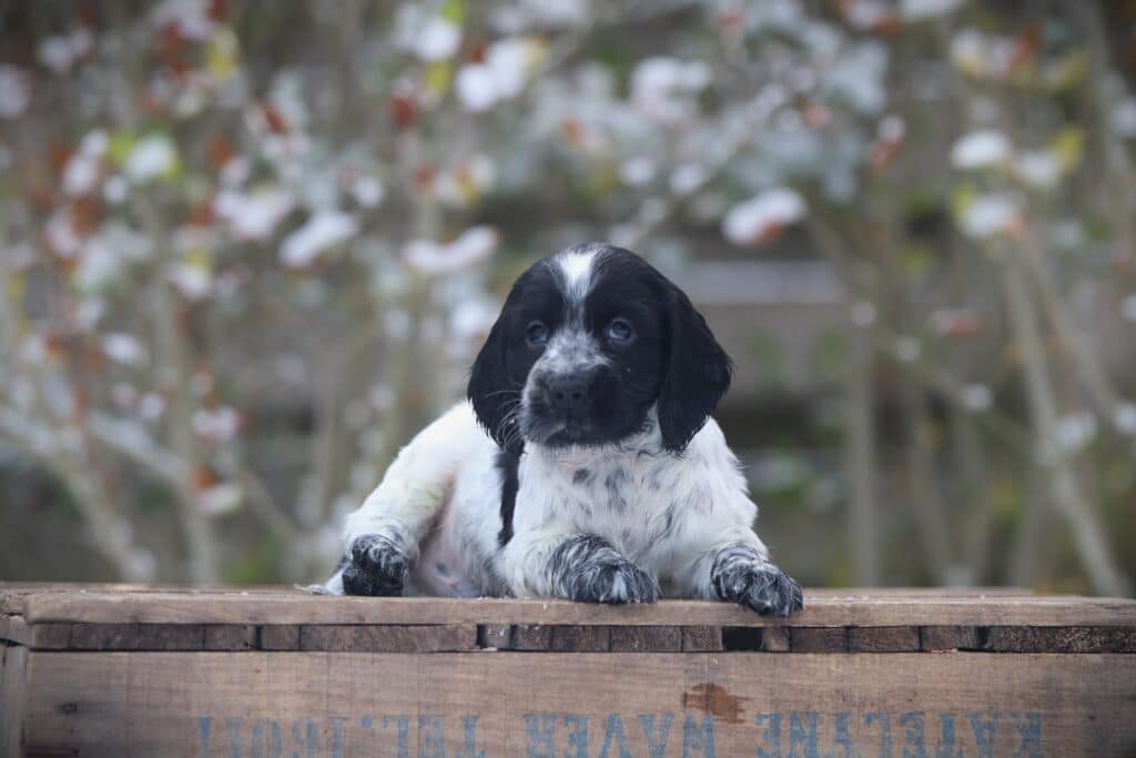 English Cocker Spaniel puppy at Woefkesranch Luxembourg - Engelse-Cocker-Spaniel-reu-8806-1