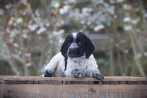 English Cocker Spaniel puppy at Woefkesranch Luxembourg - Engelse-Cocker-Spaniel-reu-8806-1