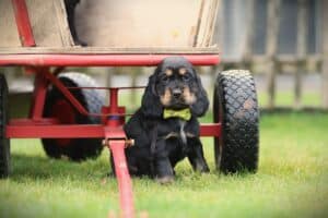 English Cocker Spaniel puppy at Woefkesranch Luxembourg - Engelse-Cocker-Spaniel-teef-7948-1