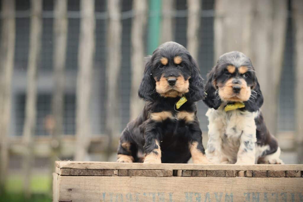 English Cocker Spaniel puppy at Woefkesranch Luxembourg - Engelse-Cocker-Spaniel-teef-7988-1