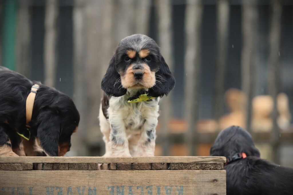 English Cocker Spaniel puppy at Woefkesranch Luxembourg - Engelse-Cocker-Spaniel-teef-8027-1