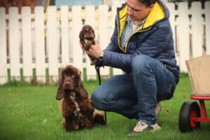 English Cocker Spaniel puppy at Woefkesranch Luxembourg - Engelse-Cocker-Spaniel-teef-8583-1