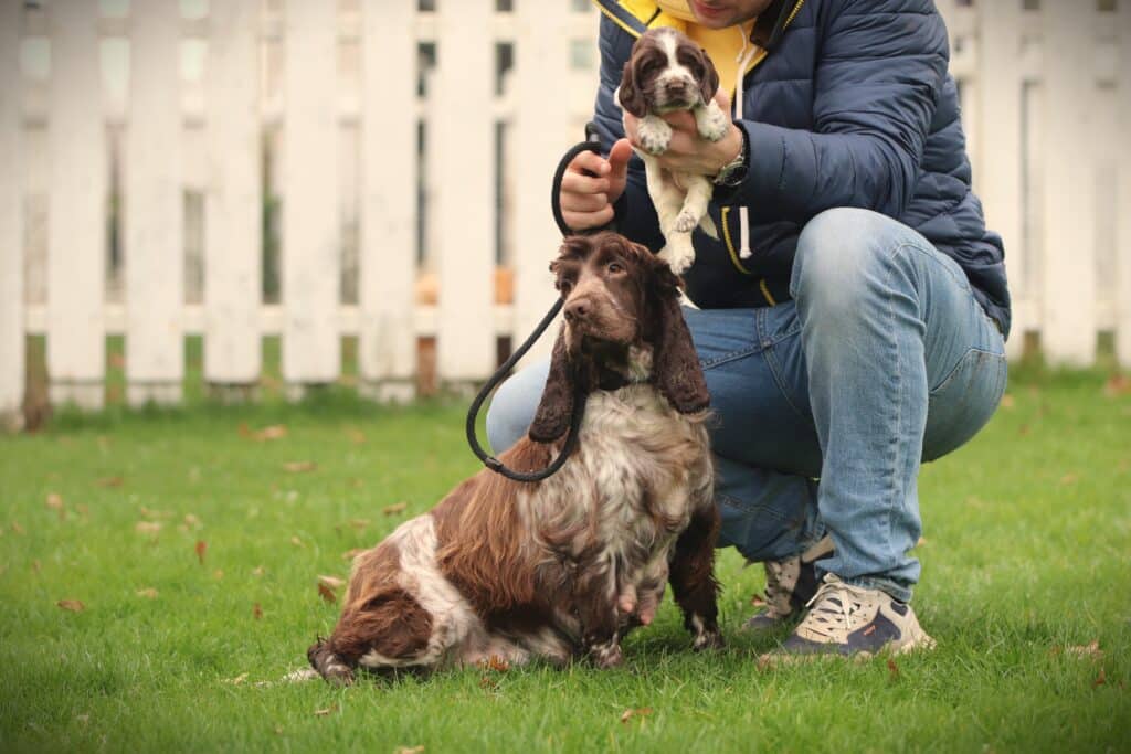 English Cocker Spaniel puppy at Woefkesranch Luxembourg - Engelse-Cocker-Spaniel-teef-8648