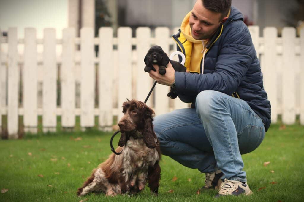 English Cocker Spaniel puppy at Woefkesranch Luxembourg - Engelse-Cocker-Spaniel-teef-8650