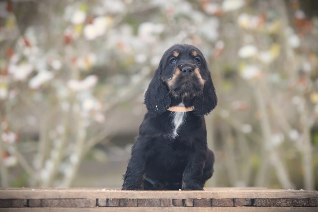 English Cocker Spaniel puppy at Woefkesranch Luxembourg - Engelse-Cocker-Spaniel-teef-8728-1