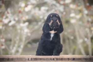 English Cocker Spaniel puppy at Woefkesranch Luxembourg - Engelse-Cocker-Spaniel-teef-8728-1