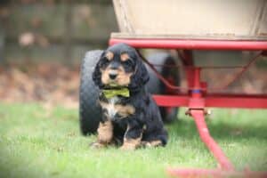 English Cocker Spaniel puppy at Woefkesranch Luxembourg - Engelse-Cocker-Spaniel-teef-8730-1
