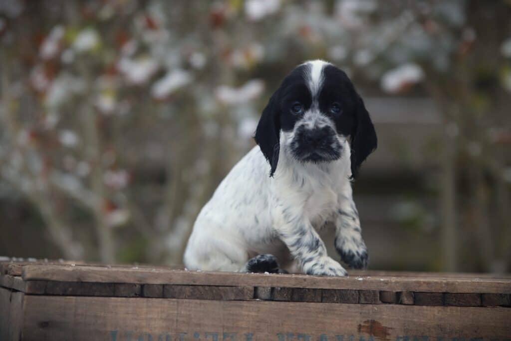 English Cocker Spaniel puppy at Woefkesranch Luxembourg - Engelse-Cocker-Spaniel-teef-8732-1