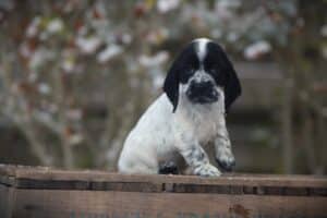 English Cocker Spaniel puppy at Woefkesranch Luxembourg - Engelse-Cocker-Spaniel-teef-8732-1