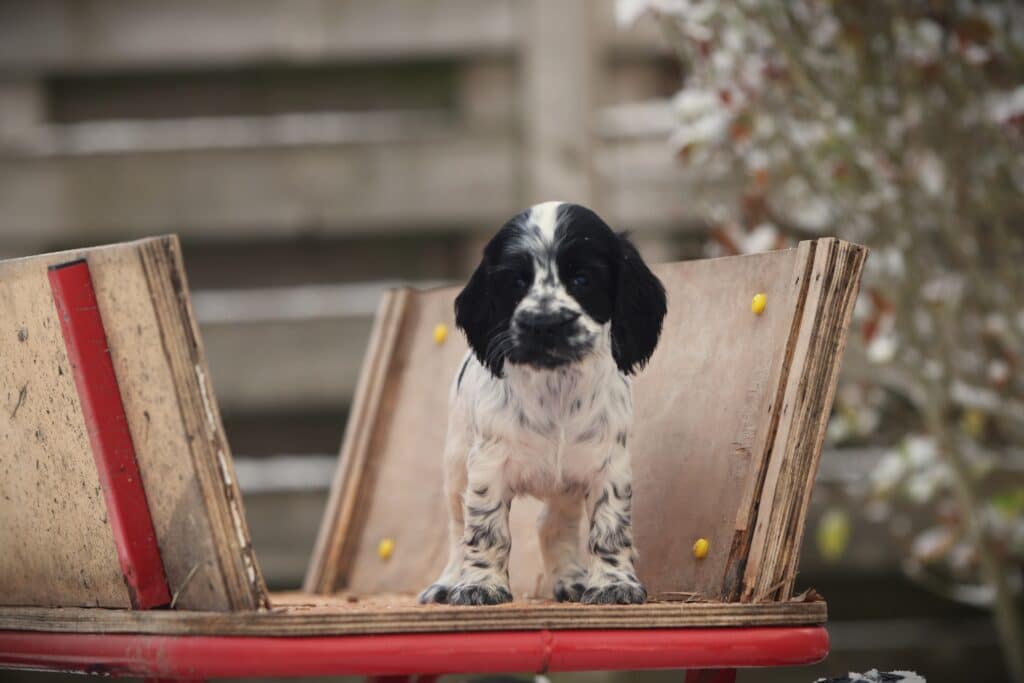 English Cocker Spaniel puppy at Woefkesranch Luxembourg - Engelse-Cocker-Spaniel-teef-8736-1
