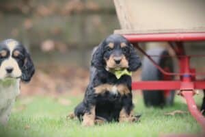 English Cocker Spaniel puppy at Woefkesranch Luxembourg - Engelse-Cocker-Spaniel-teef-8771-1