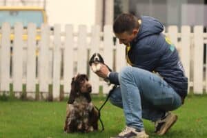 English Cocker Spaniel puppy at Woefkesranch Luxembourg - Engelse-Cocker-Spaniel-teef-8788