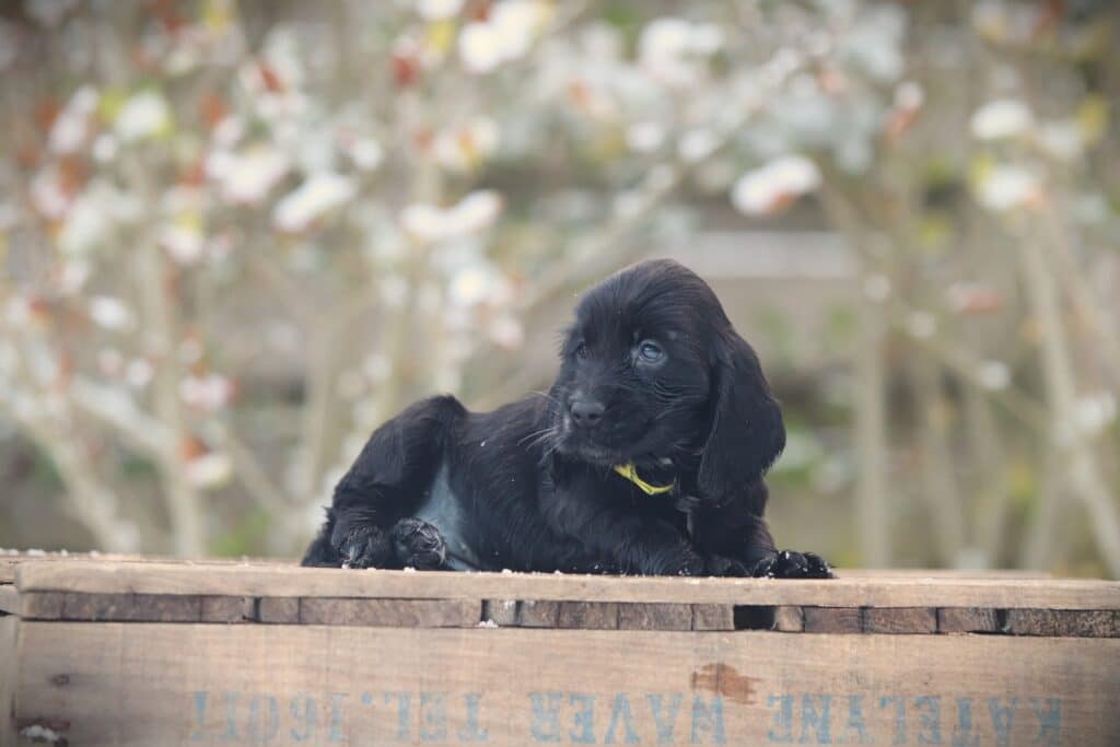 English Cocker Spaniel puppy at Woefkesranch Luxembourg - Engelse-Cocker-Spaniel-teef-8794-1