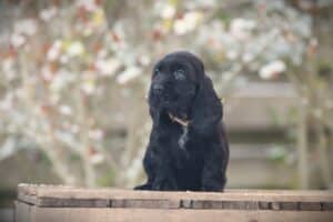 English Cocker Spaniel puppy at Woefkesranch Luxembourg - Engelse-Cocker-Spaniel-teef-8799-1