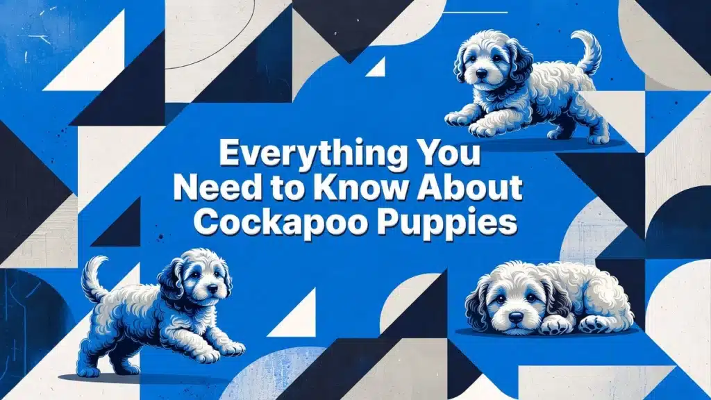 Professional header image for list-based article: Everything You Need to Know About Cockapoo Puppies